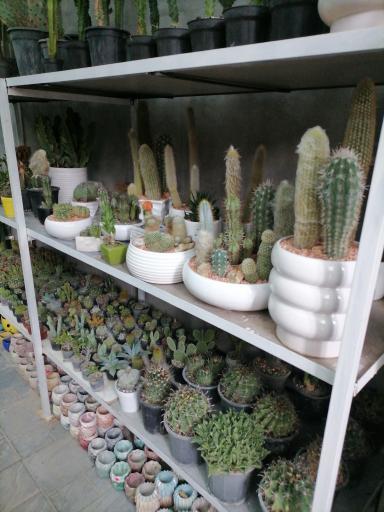 عکس کاکتوس کرورا