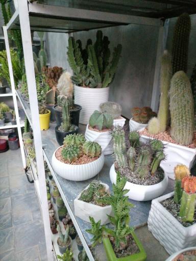 عکس کاکتوس کرورا