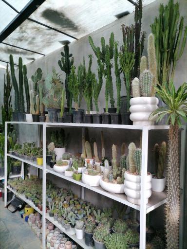 عکس کاکتوس کرورا