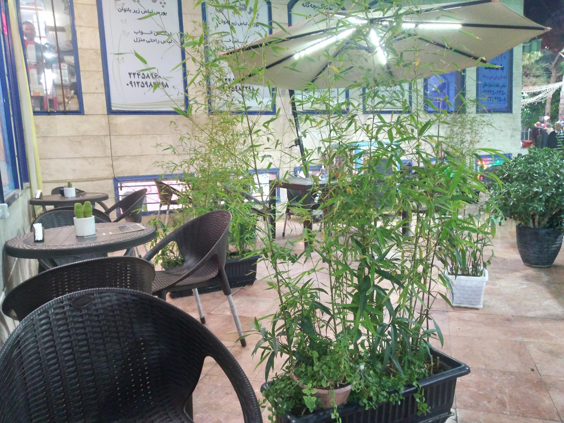 عکس کافه نخل