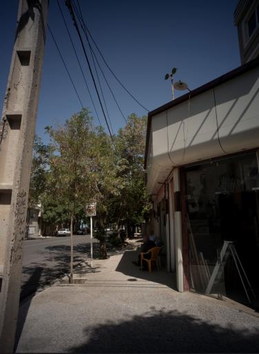 عکس ام‌ دی‌ اف‌ بلوط