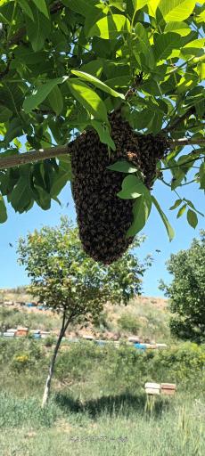 عکس زنبورستان کاوند