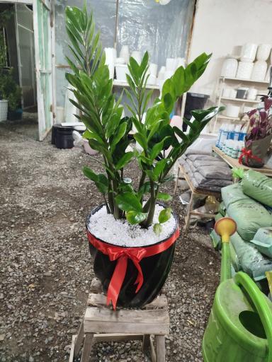 عکس گلخانه و گلسرای محنا