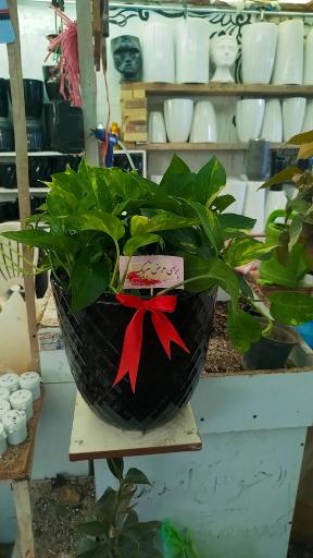 عکس گلخانه و گلسرای محنا