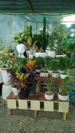عکس گلخانه و گلسرای محنا