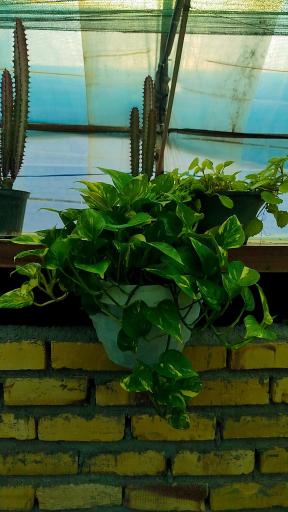 عکس گلخانه و گلسرای محنا