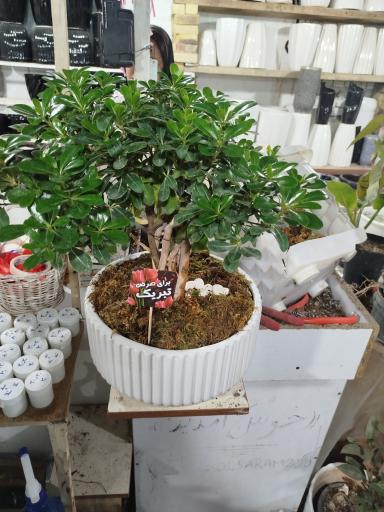 عکس گلخانه و گلسرای محنا