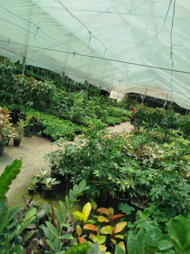 عکس گلخانه و گلسرای محنا