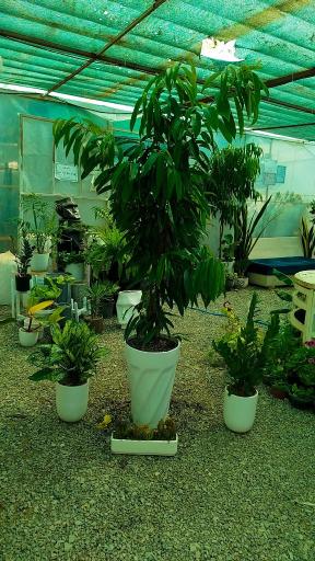 عکس گلخانه و گلسرای محنا
