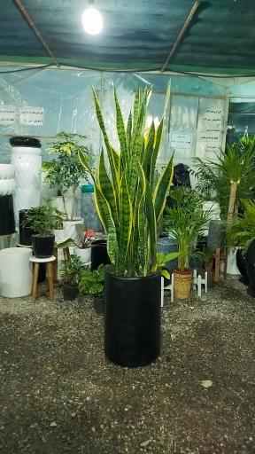 عکس گلخانه و گلسرای محنا