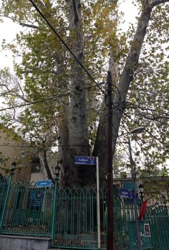 عکس چنار تاریخی سوهانک