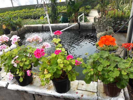 عکس گلسرای فدک