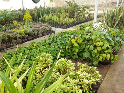 عکس گلسرای فدک