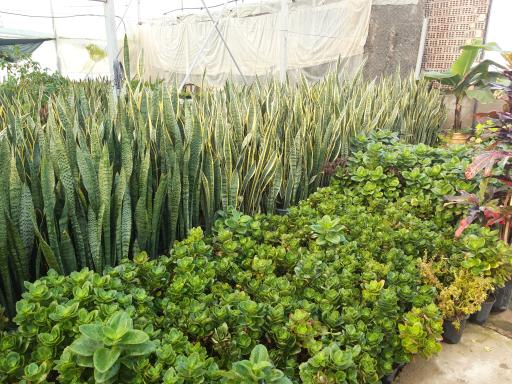 عکس گلسرای فدک