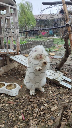 عکس مزرعه گردشگری اقامتی آفتابگردان