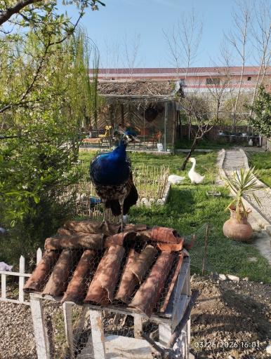 عکس مزرعه گردشگری اقامتی آفتابگردان