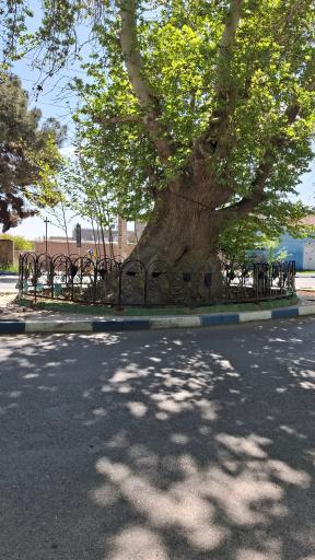 عکس چنار‌ سوخته سعید آباد