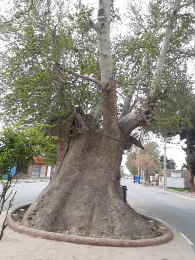 عکس چنار‌ سوخته سعید آباد