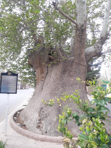 عکس چنار‌ سوخته سعید آباد