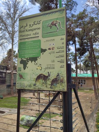 عکس کانگوروی قرمز - Red Kangaroo