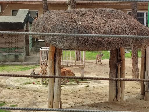 عکس کانگوروی قرمز - Red Kangaroo