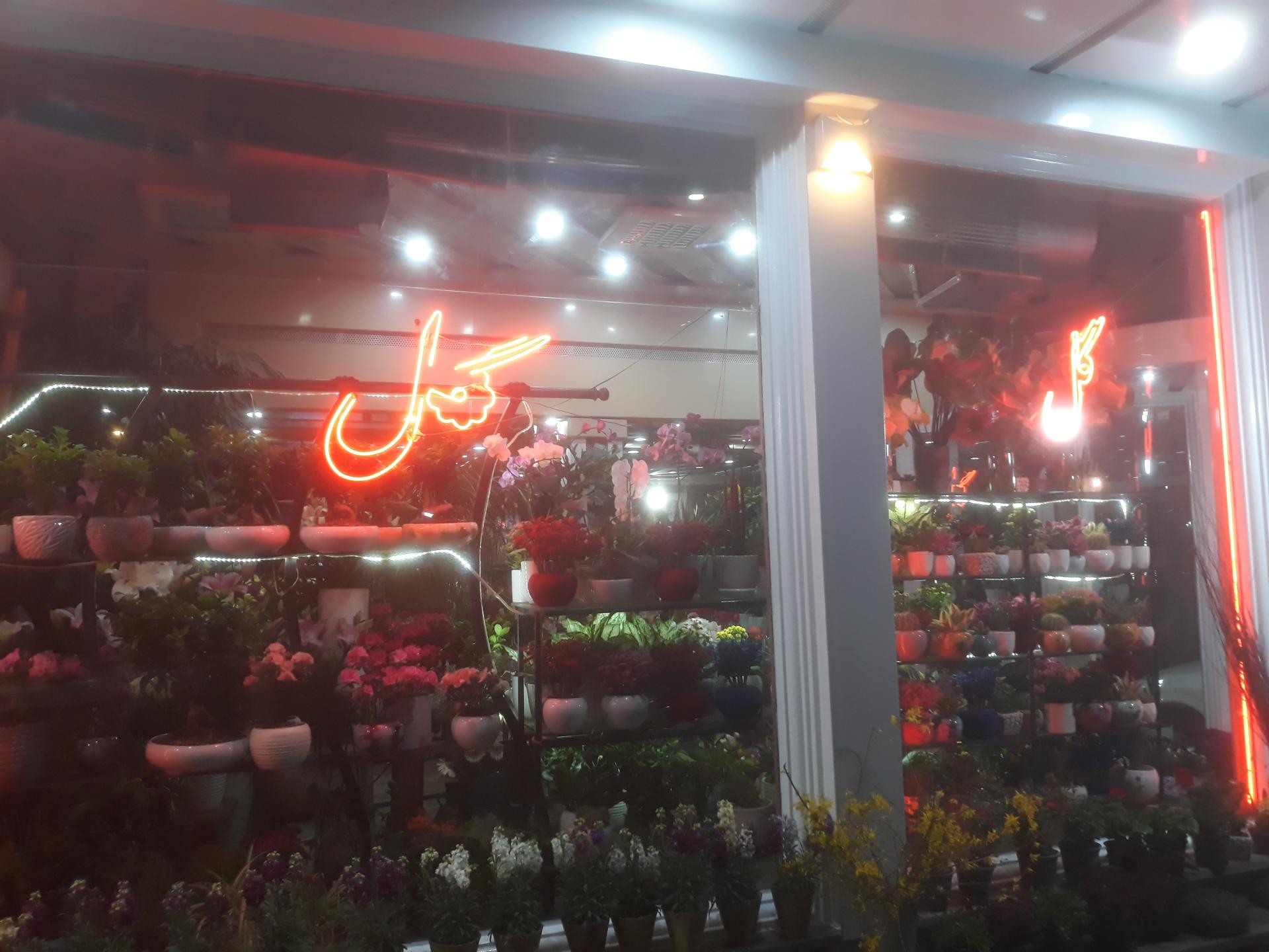 عکس گل قصر