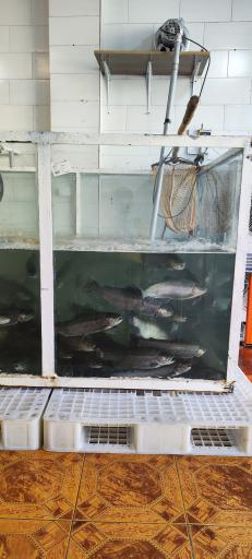 عکس فروش ماهی قزل زنده