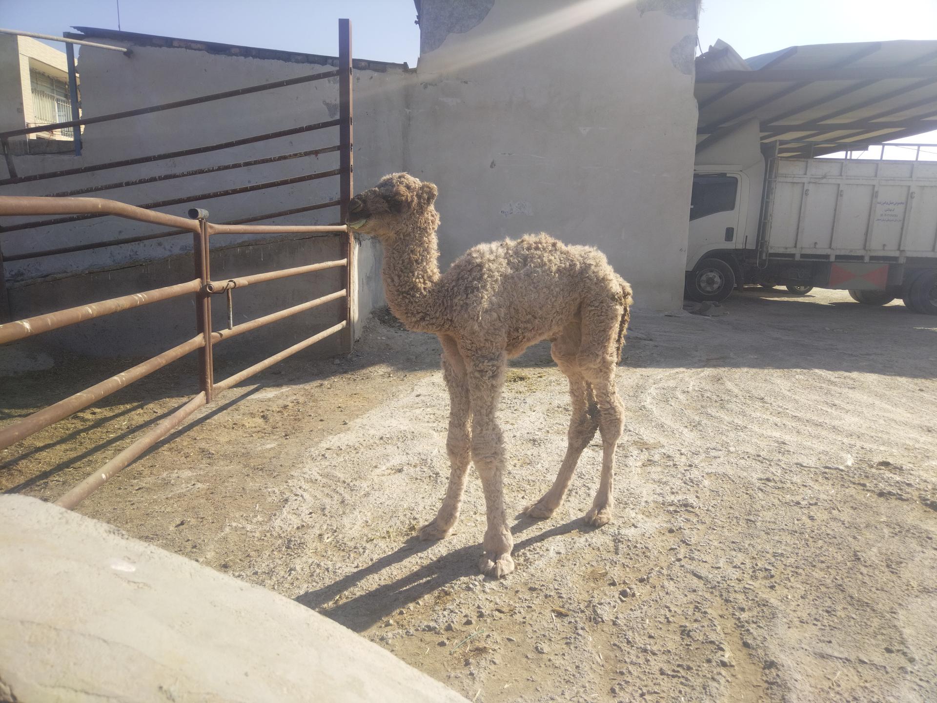 عکس دامداری محمدخانی حسام