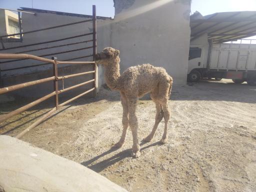 عکس دامداری محمدخانی حسام