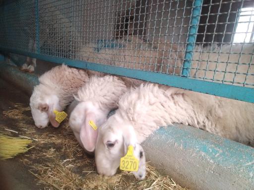 عکس دامداری محمدخانی حسام