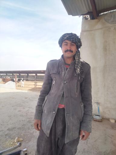 عکس دامداری محمدخانی حسام