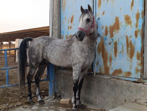 عکس دامداری محمدخانی حسام