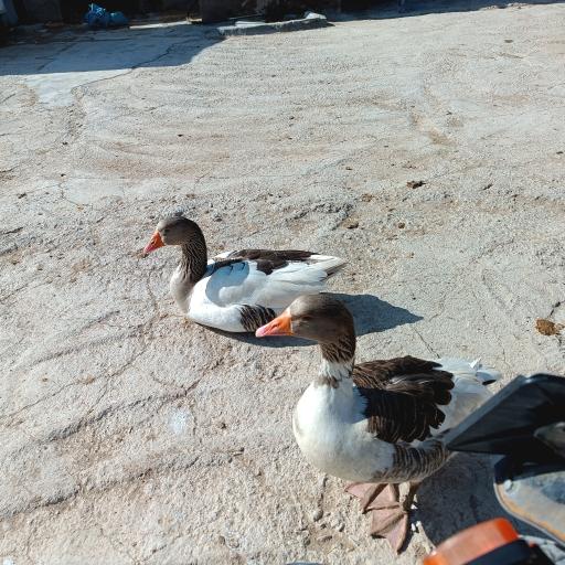 دامداری محمدخانی حسام