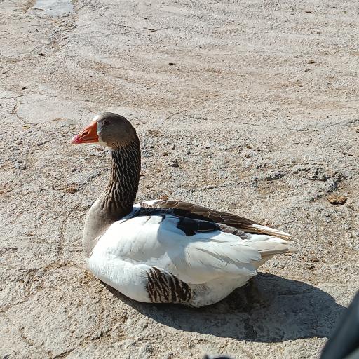 دامداری محمدخانی حسام