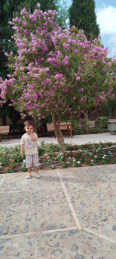 بوستان ناجی