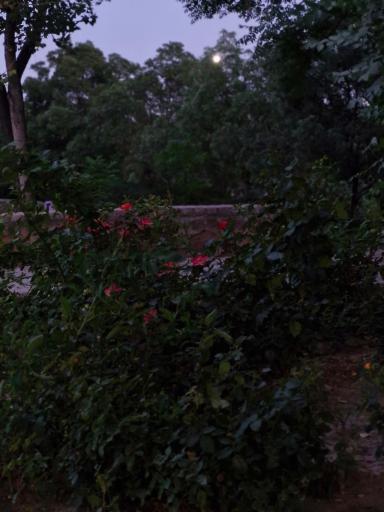 عکس بوستان افرا