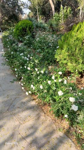 عکس بوستان جنگلی جهان نما