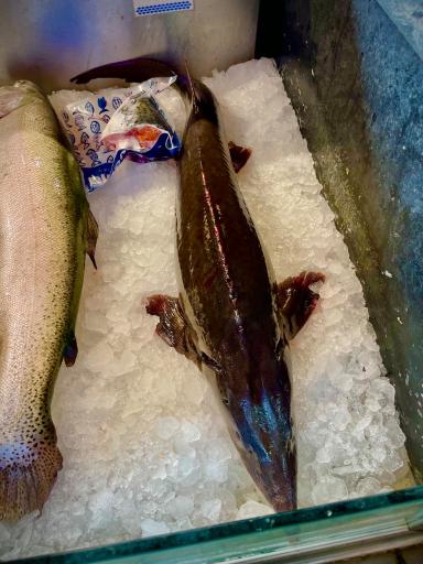 عکس مرکز ماهی رهنما