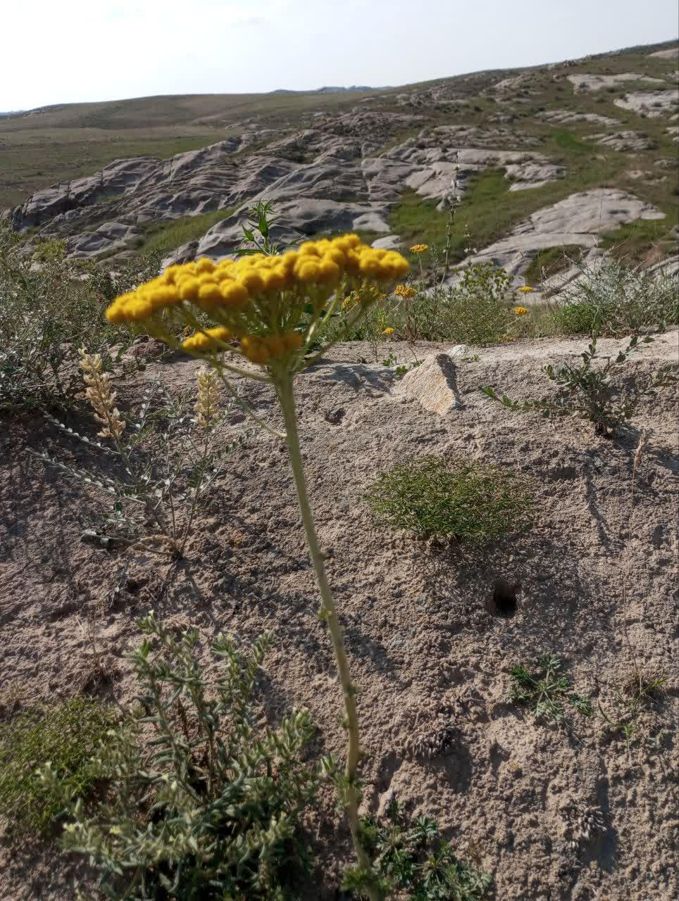 عکس تپه های سنگی باش ساروق