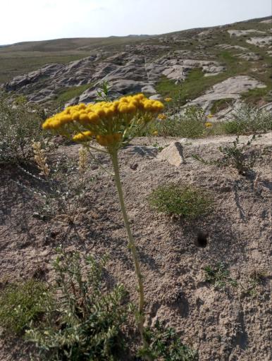 عکس تپه های سنگی باش ساروق