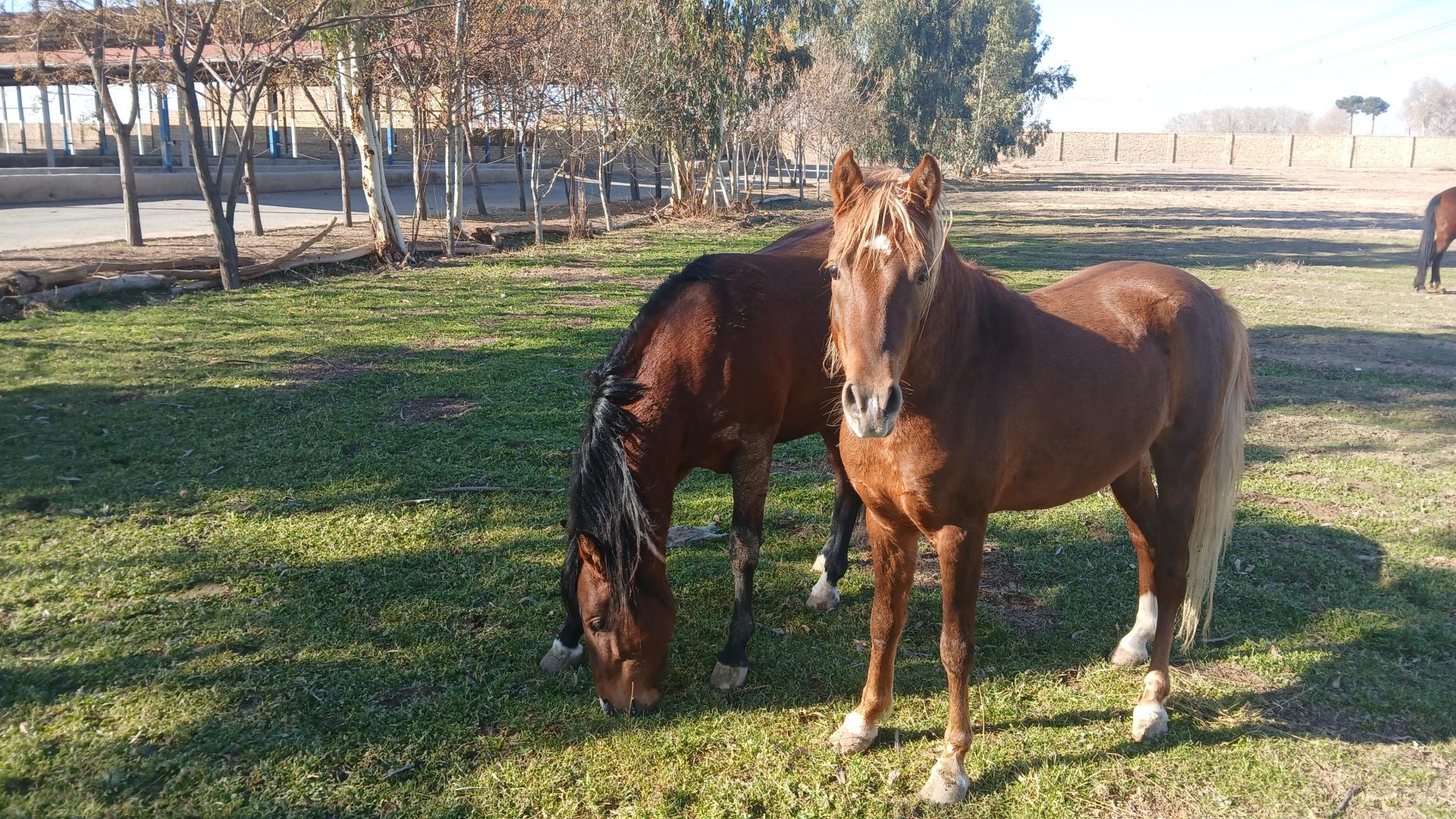 عکس دامداری میلکو