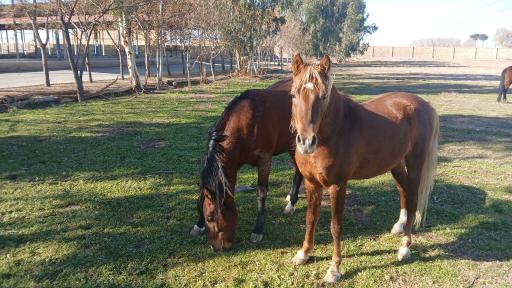 عکس دامداری میلکو