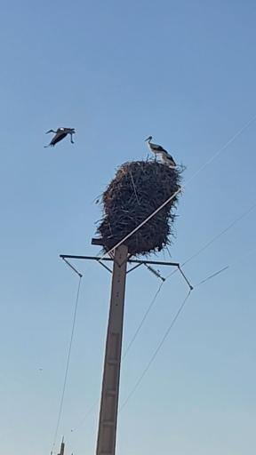 کپرجودکی
