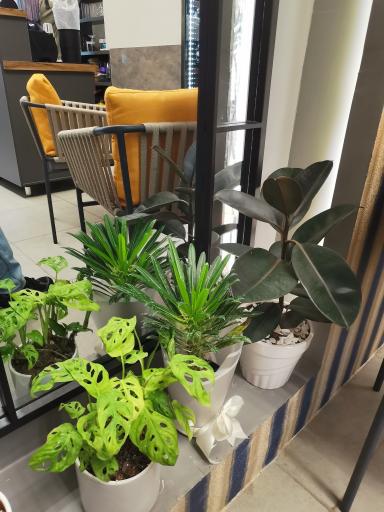 عکس کافه موراکو