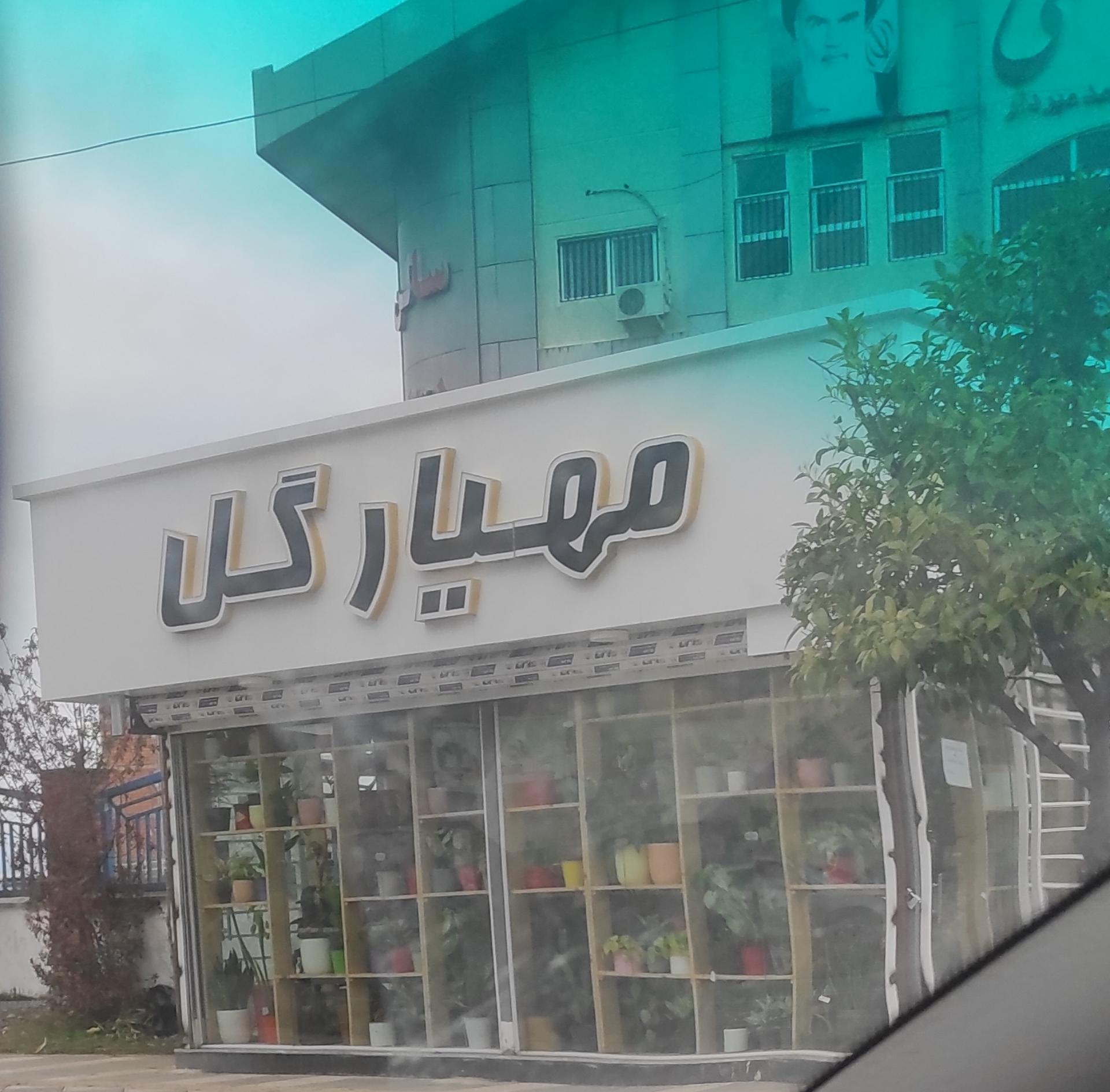 عکس مهیار گل