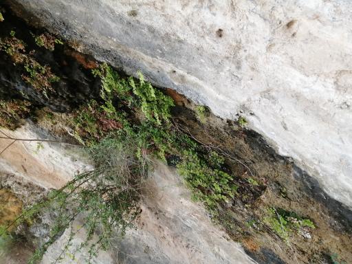 عکس غار کُوَرو (کوهرو)