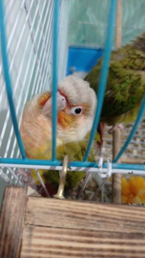 عکس پرنده سرای منو طوطیم