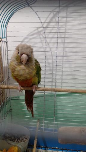 عکس پرنده سرای منو طوطیم