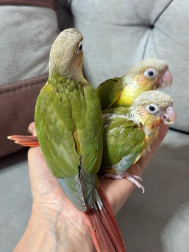 عکس پرنده سرای منو طوطیم