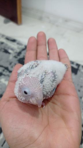 عکس پرنده سرای منو طوطیم